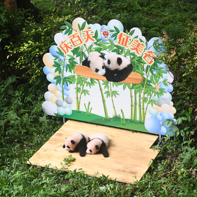 9月17日，大熊貓雙胞胎在滿百天征名活動上。