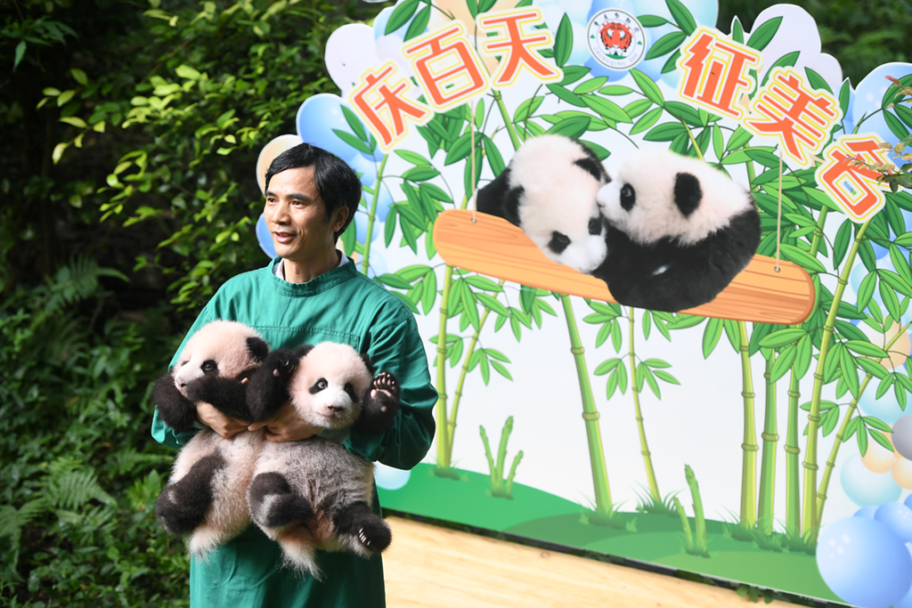 9月17日，首次戶外亮相的大熊貓雙胞胎與飼養員合影。