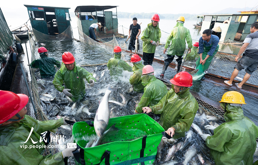 2021年9月18日，江西省新余市仙女湖巨網捕撈隊正在進行秋季捕撈作業。