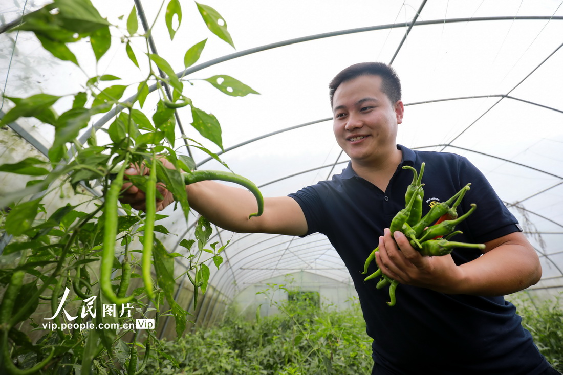 2021年9月18日，村民在贵州省毕节市七星关区普宜镇摆盖村采摘辣椒。 