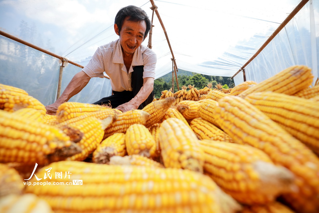 2021年9月18日，村民在贵州省毕节市七星关区普宜镇乐都村晾晒玉米。 