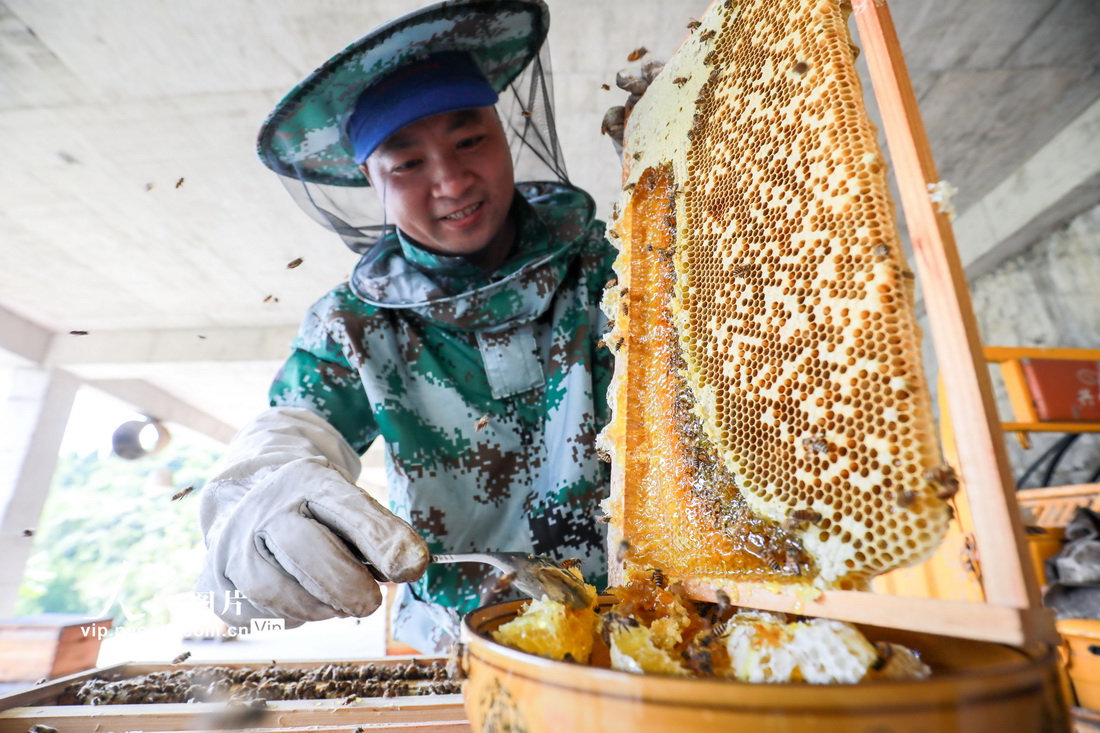 2021年9月18日，村民在贵州省毕节市七星关区普宜镇道角村采集蜂蜜。