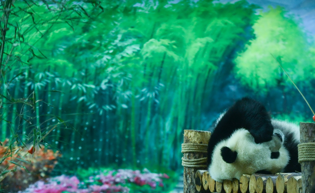9月19日，在青海省西寧市青藏高原野生動物園熊貓館，大熊貓“奇果”在玩耍。