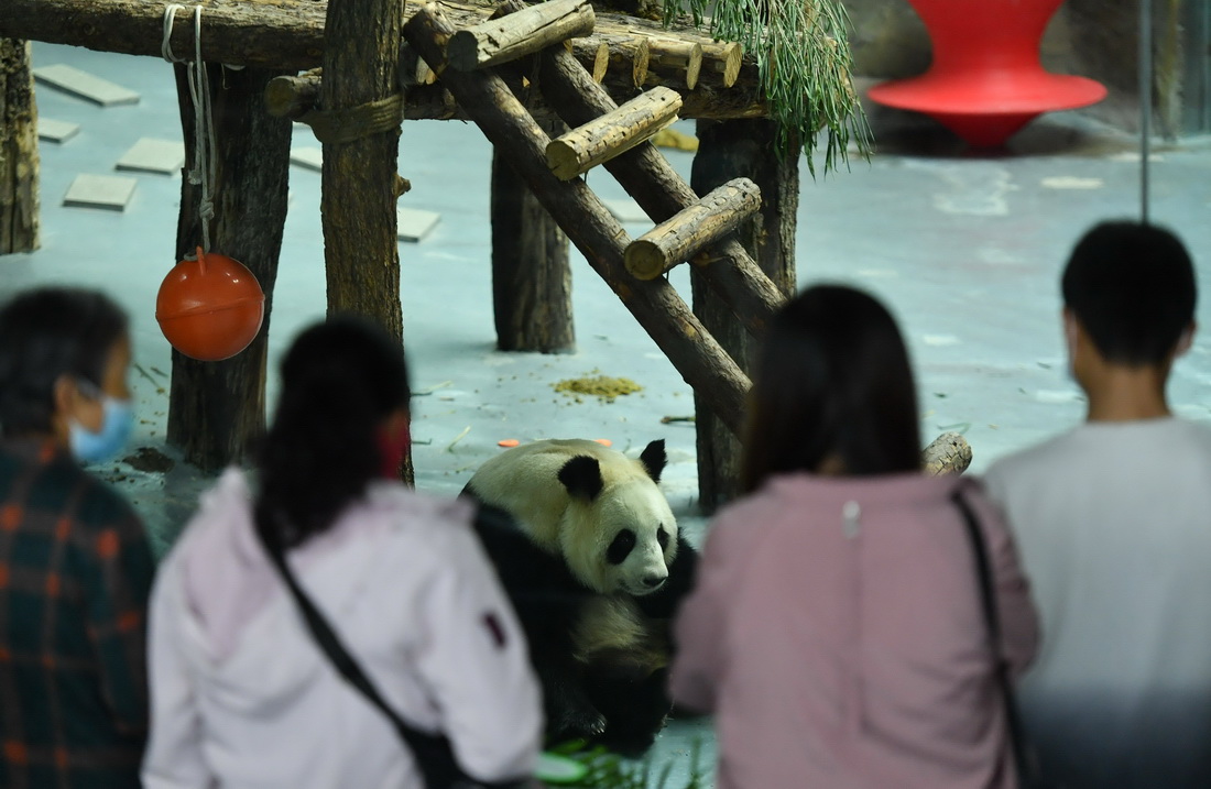 9月19日，在青海省西寧市青藏高原野生動物園熊貓館，大熊貓“園滿”在玩耍。