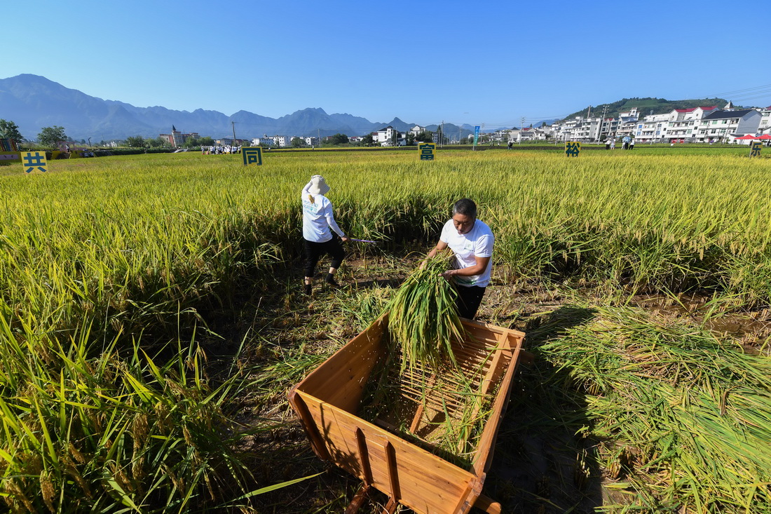 9月22日，農民參加“稻谷收割”趣味比賽。