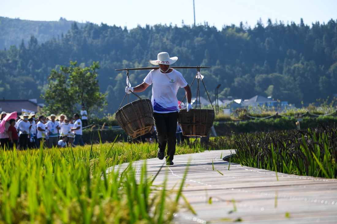 9月22日，農民在稻田間的游覽棧道上參加“挑稻谷接力”趣味比賽。