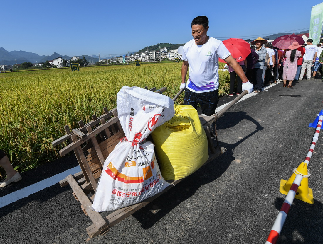 9月22日，农民参加“稻田独轮车”趣味比赛。