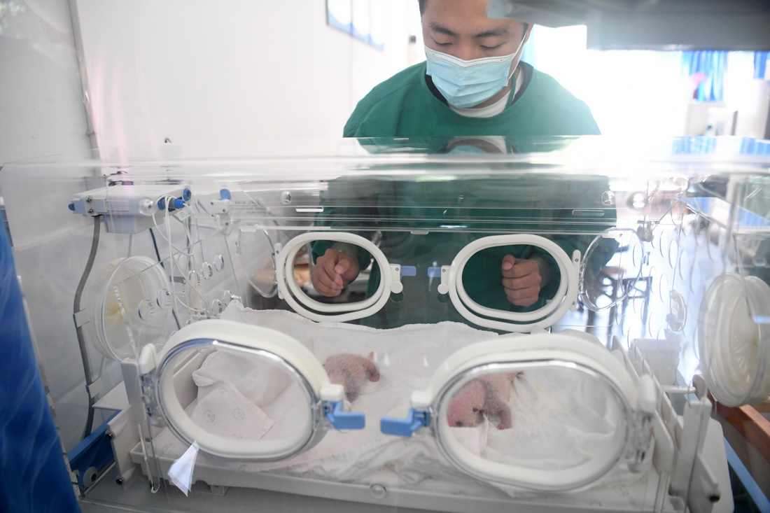 9月23日，重慶動物園工作人員在大熊貓館育幼室內照顧雙胞胎幼仔。新華社記者 唐奕 攝