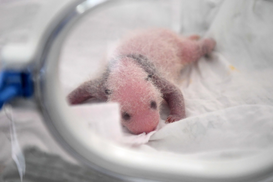 這是9月23日拍攝的大熊貓幼仔。新華社記者 唐奕 攝