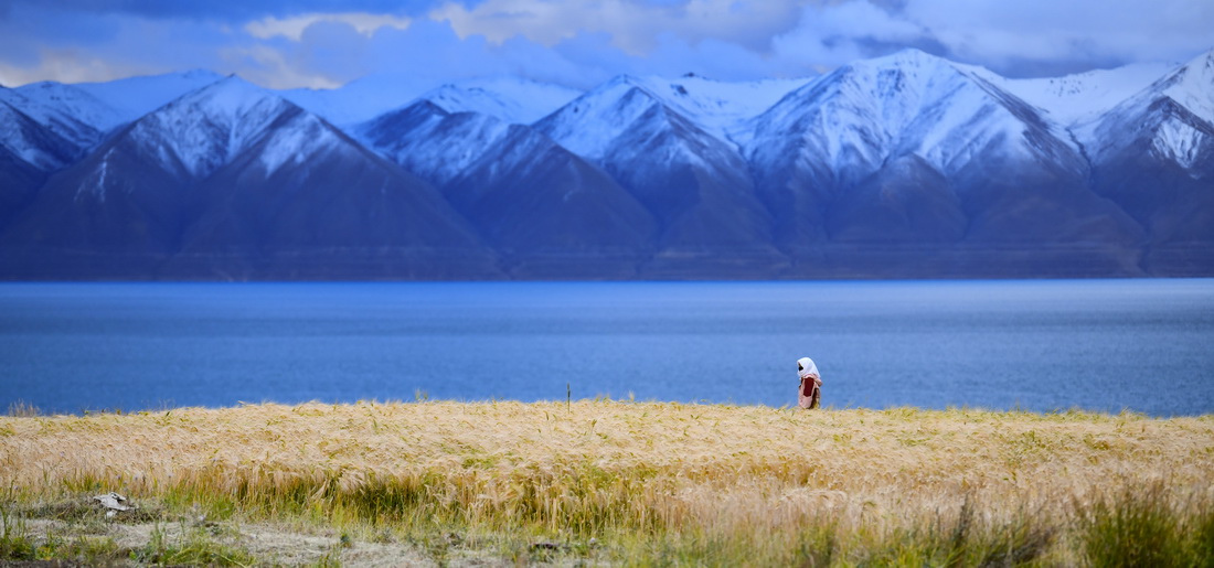 9月23日在西藏那曲市尼瑪縣文部鄉文部南村拍攝的金色的青稞和雪山湖泊。新華社記者 晉美多吉 攝
