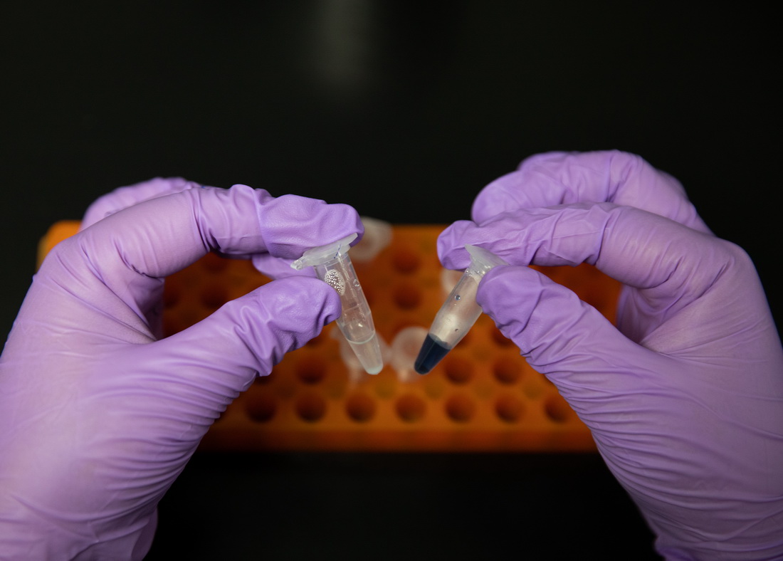 在中國科學院天津工業生物技術研究所實驗室，科研人員展示人工合成澱粉樣品（9月16日攝）。