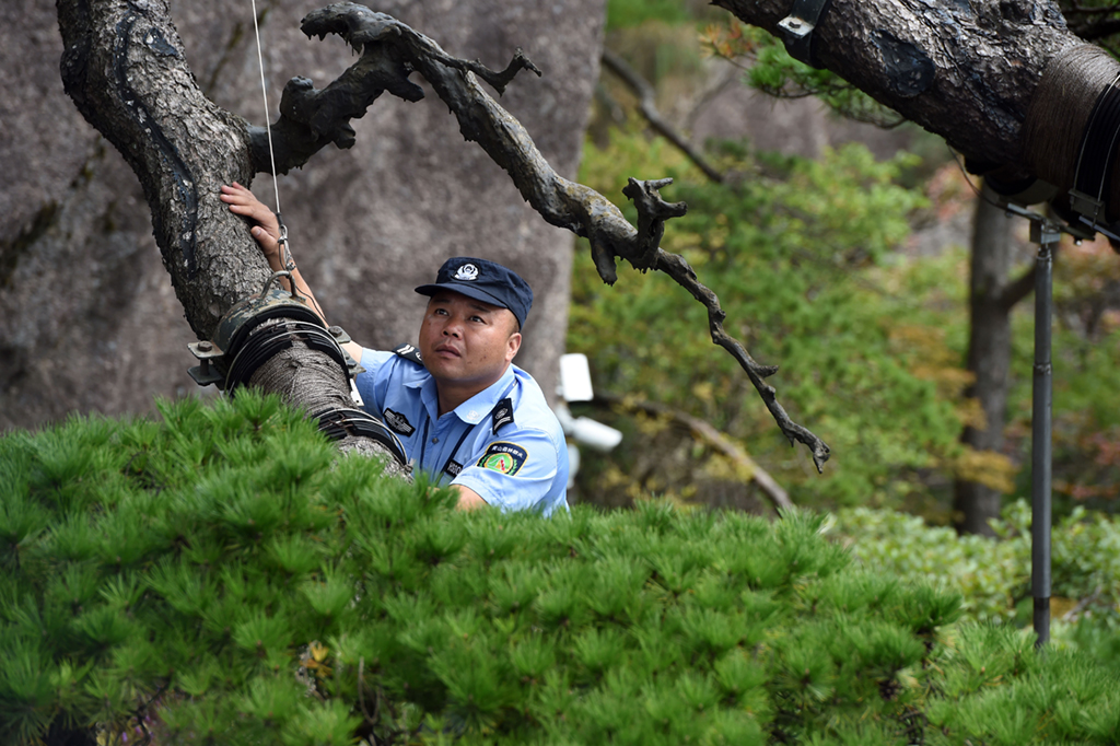 9月26日，胡晓春对迎客松的支撑杆进行检查。