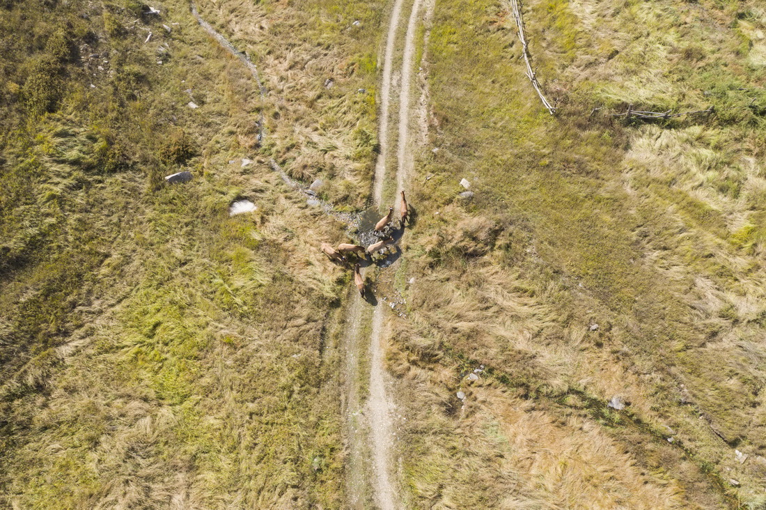 这是野化放归的普氏野马（9月28日摄，无人机照片）。