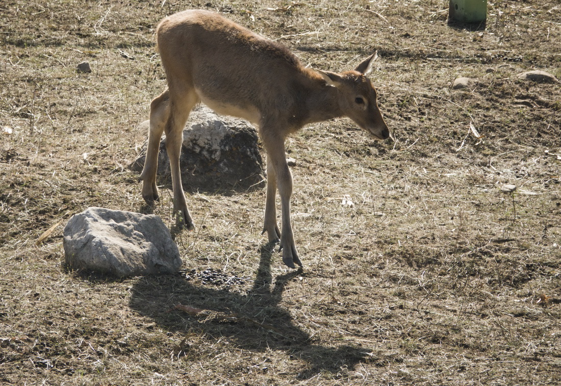9月29日拍攝的等待放歸自然的麋鹿。
