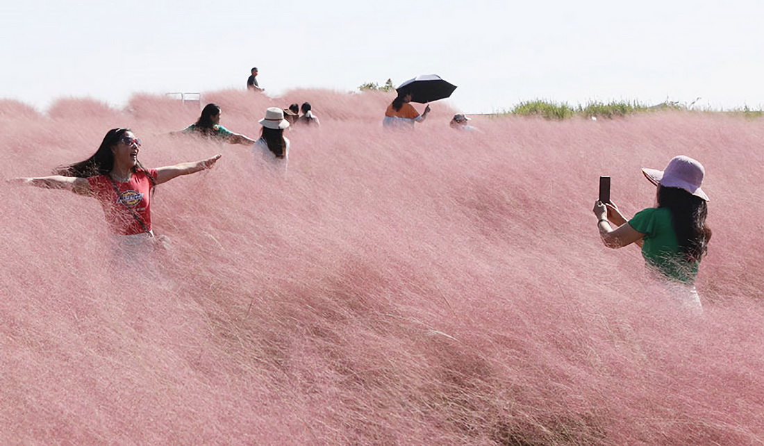 10月5日，游客在江苏苏州阳澄湖半岛的粉黛乱子草丛中游玩。新华社发（杭兴微 摄）