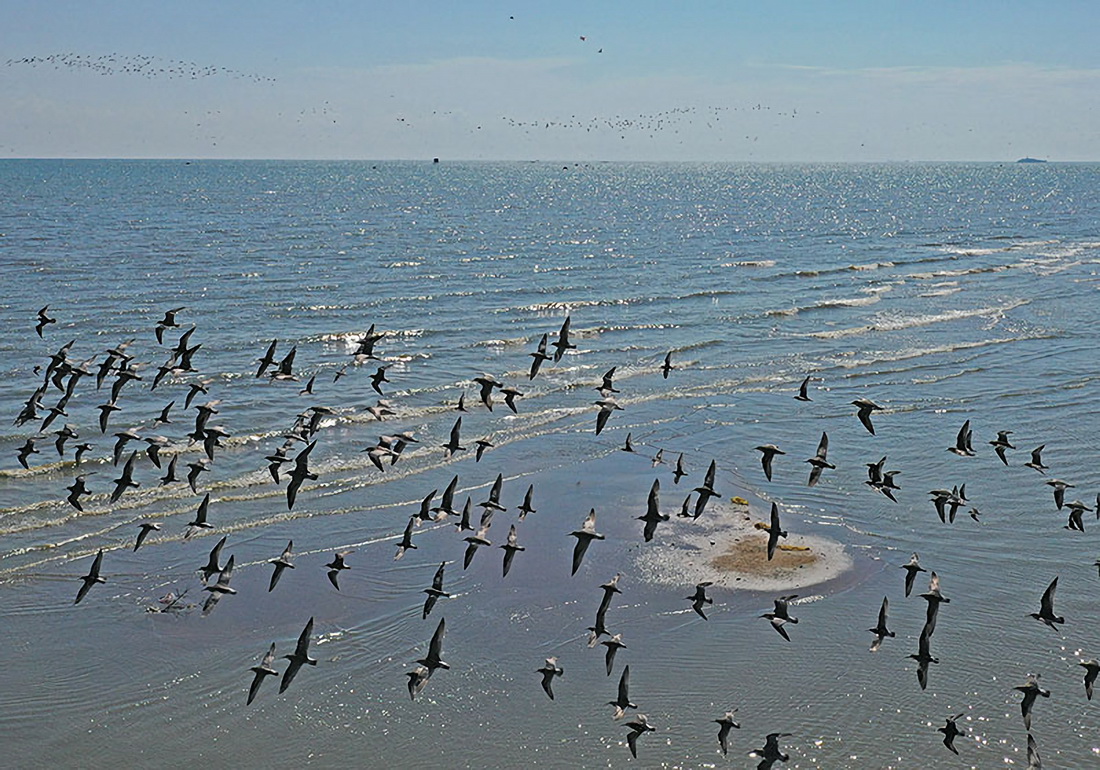 这是广西钦州市钦南区犀牛脚镇海边的鸟群（10月3日摄，无人机照片）。