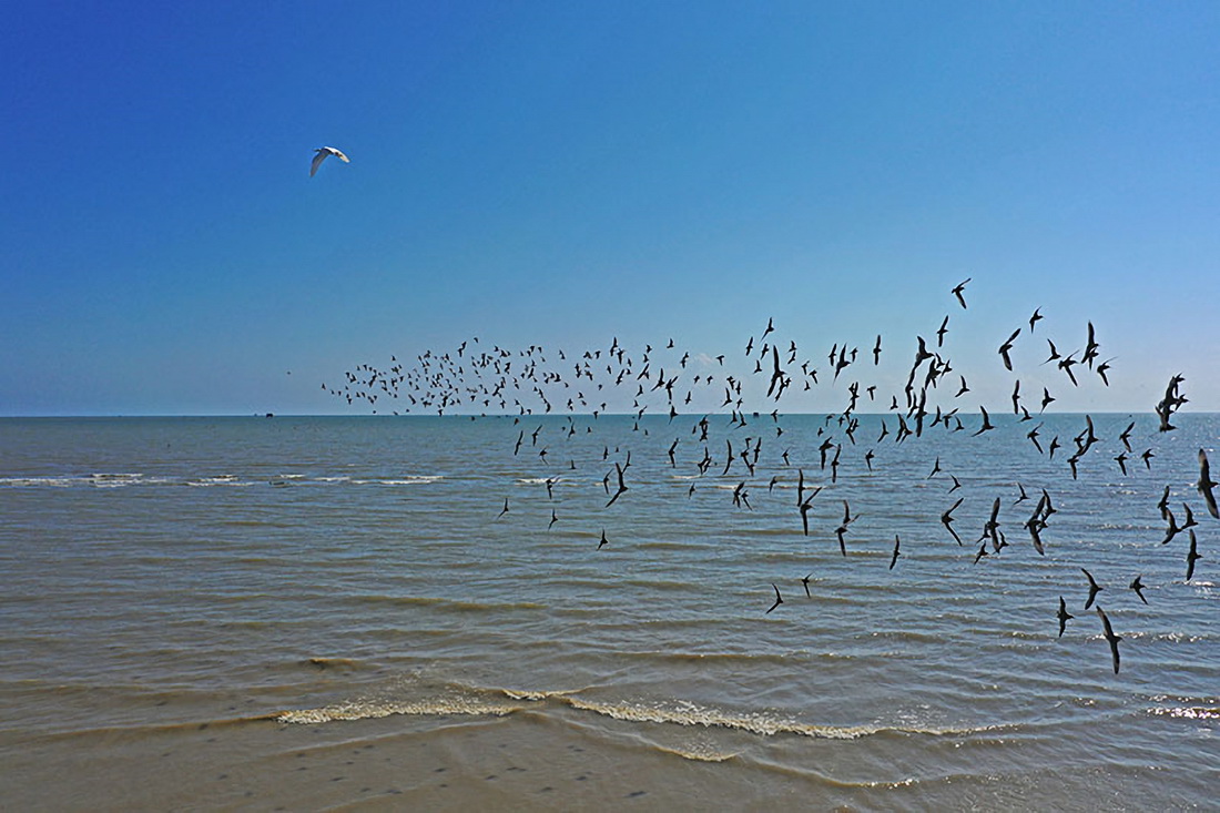 这是广西钦州市钦南区犀牛脚镇海边的鸟群（10月3日摄，无人机照片）。