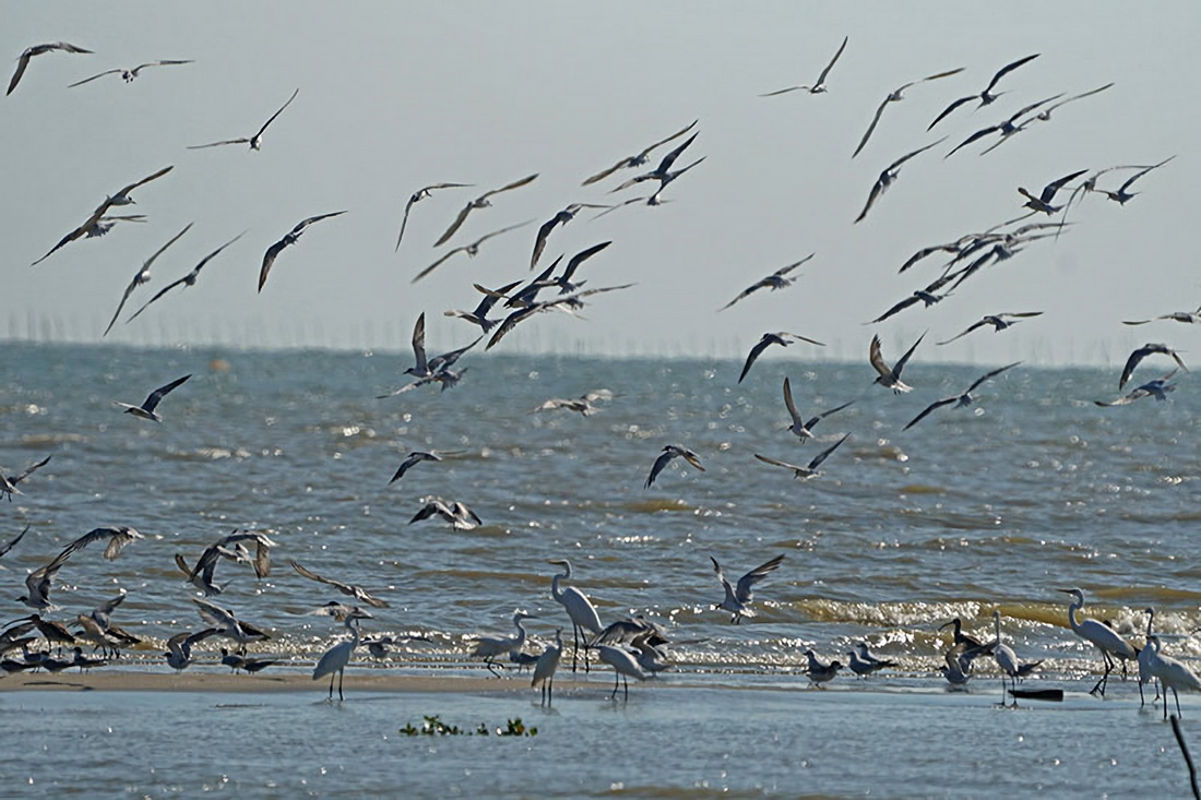 这是广西钦州市钦南区犀牛脚镇海边的鸟群（10月4日摄）。