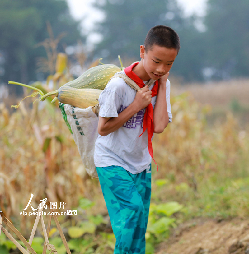 2021年10月7日，在贵州省黔西市雨朵镇蒿枝村玉米套种南瓜的基地里，孩子们正在采收、装筐、搬运南瓜。