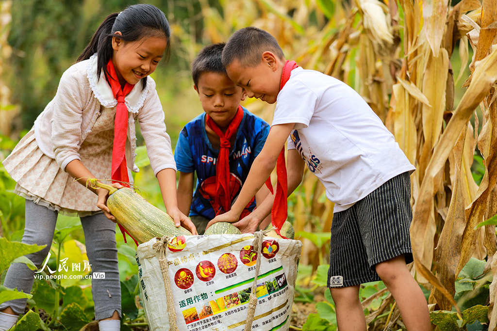 2021年10月7日，在贵州省黔西市雨朵镇蒿枝村玉米套种南瓜的基地里，孩子们正在采收、装筐、搬运南瓜。