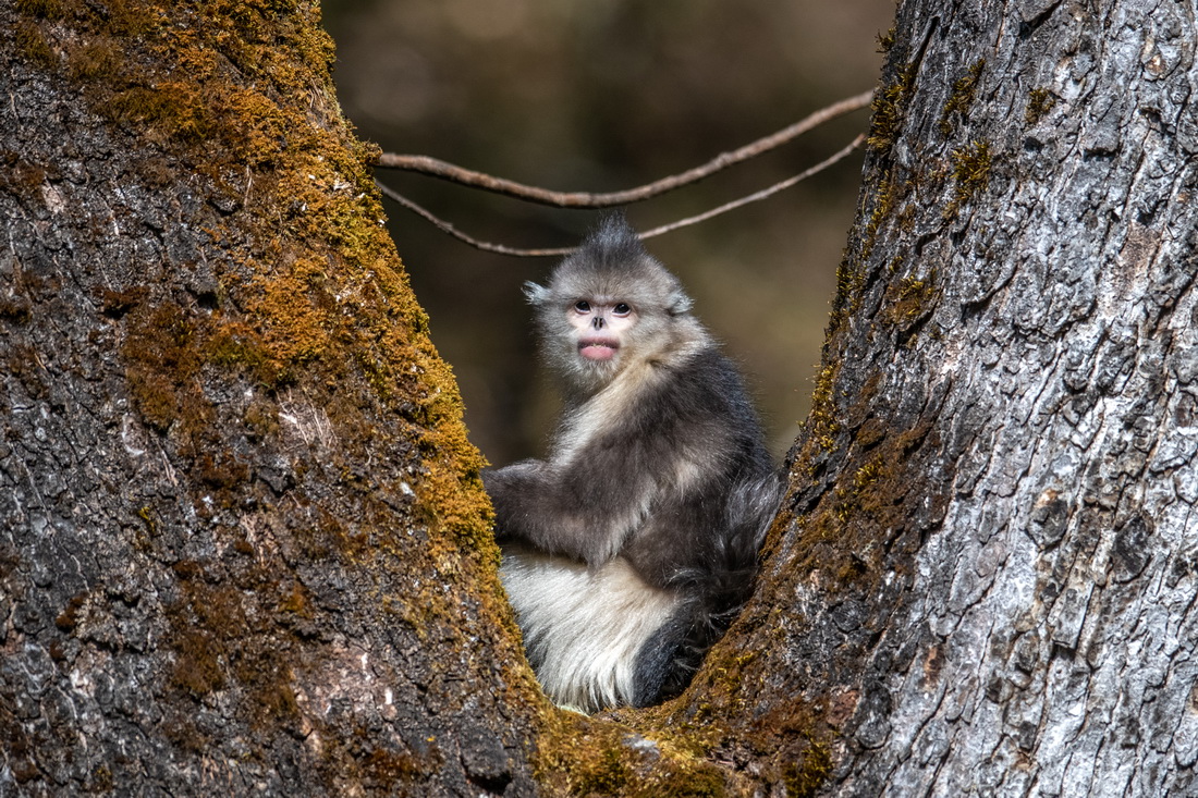 探訪“雪山精靈”——滇金絲猴