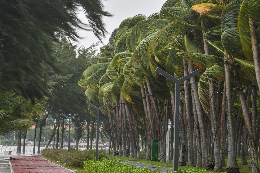 10月13日上午10時，海口萬綠園的樹木在大風中搖擺。新華社記者 蒲曉旭 攝