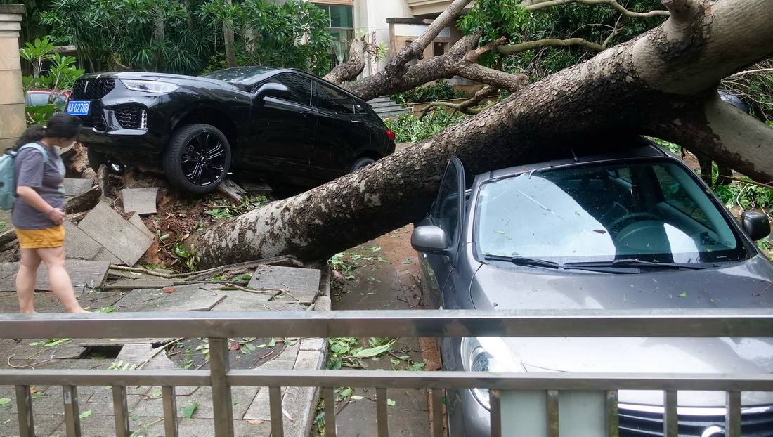 10月13日，在海口世貿雅苑小區，被台風刮倒的樹木砸在小汽車上。新華社記者 楊冠宇 攝