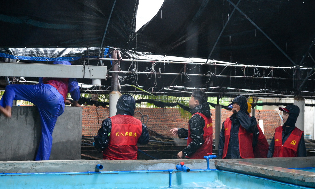 10月13日，萬寧市山根鎮排溪村的黨員志願者對養殖場進行防風加固。新華社記者 蒲曉旭 攝