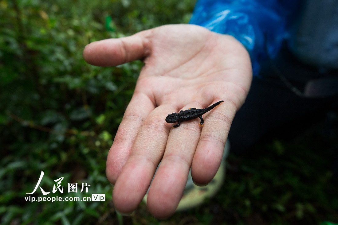 2021年10月13日，浙江省寧波市北侖區生態環保志願者在柴橋街道鎮海棘螈保護區展示放歸大自然的鎮海棘螈。