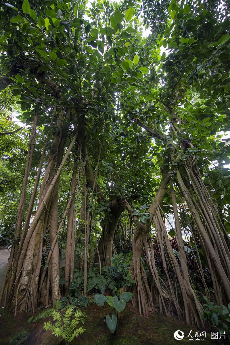 高山榕，榕树的枝条上长出的许多气生根，它们向下生长并扎入土壤，就像一根根树干，看似丛林，因此被称之为“一木成林”。