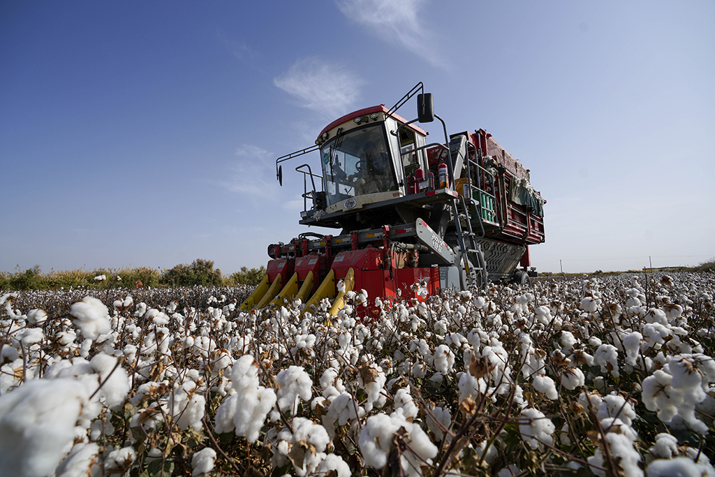 10月15日，在尉犁县古勒巴格乡一处棉田，采棉机在采收新棉。