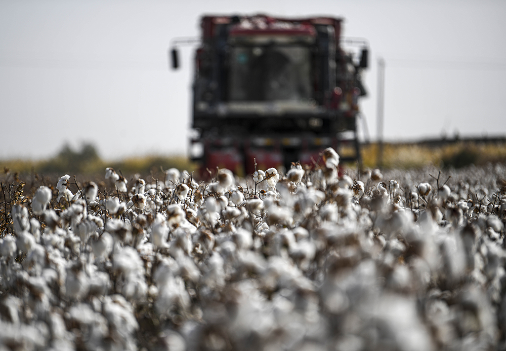  10月15日，在尉犁縣古勒巴格鄉，採棉機在一處棉田裏采收新棉。