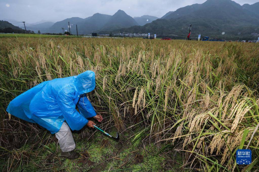 10月16日，種植戶在收割“巨型稻”。