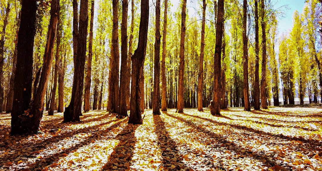 陽光透過拉薩市林周縣邊交林鄉的樹林（10月16日攝，手機照片）。
