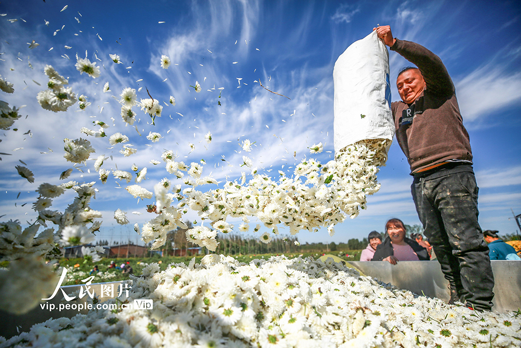 2021年10月16日，河北省邢台市平鄉縣裡村農民在收獲七月菊。