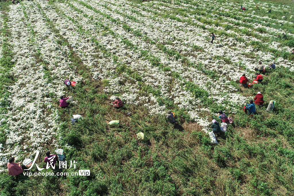 2021年10月16日，河北省邢台市平鄉縣裡村農民在收獲七月菊。