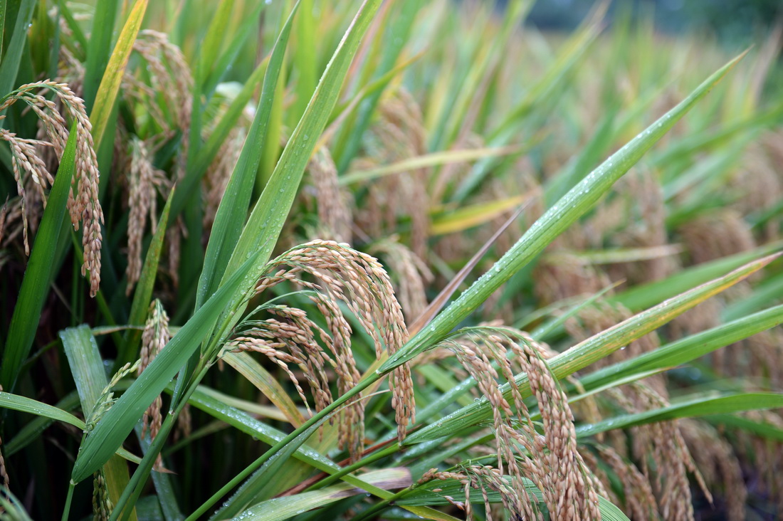 10月17日在測產現場拍攝的待收割的水稻。新華社記者 陳振海 攝