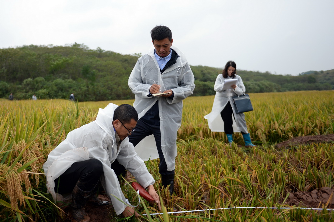 10月17日，測產組工作人員在測產現場測量示范田面積。新華社記者 陳振海 攝