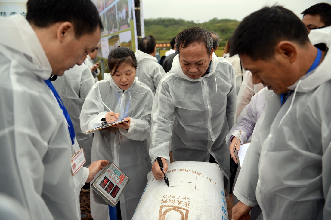10月17日，測產組工作人員在測產現場將稻谷稱重。新華社記者 陳振海 攝