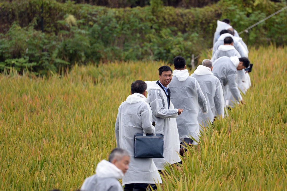 10月17日，測產組工作人員在測產現場查看水稻生長情況。新華社記者 陳振海 攝
