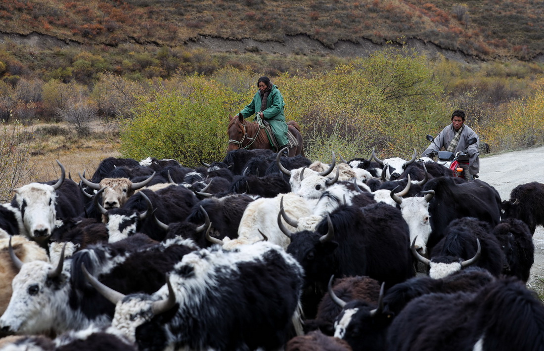 10月17日，四川省紅原縣阿木鄉卡口村藏牧民羅讓騎著摩托車，妻子騎著馬，把牛羊趕回冬牧場。