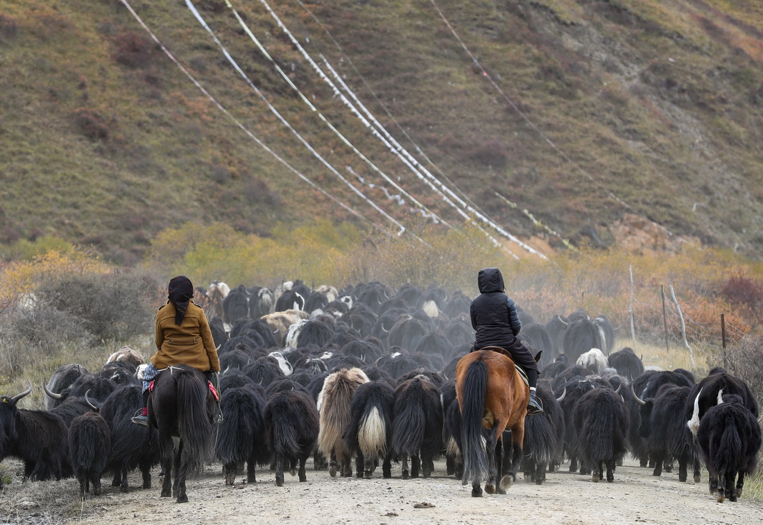 10月17日，四川省紅原縣阿木鄉卡口村藏牧民頓炯和向巴兩家的牛羊在冬季轉場的路上。