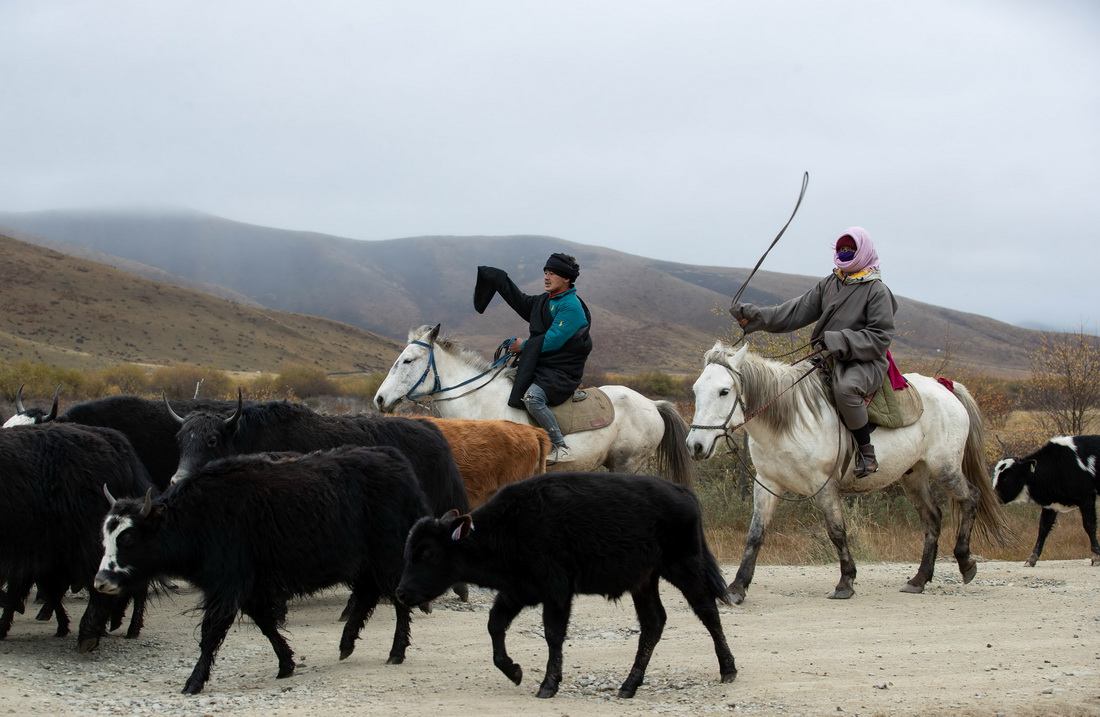 10月17日，四川省紅原縣阿木鄉卡口村藏牧民向巴（左）在冬季轉場的路上驅趕牦牛。