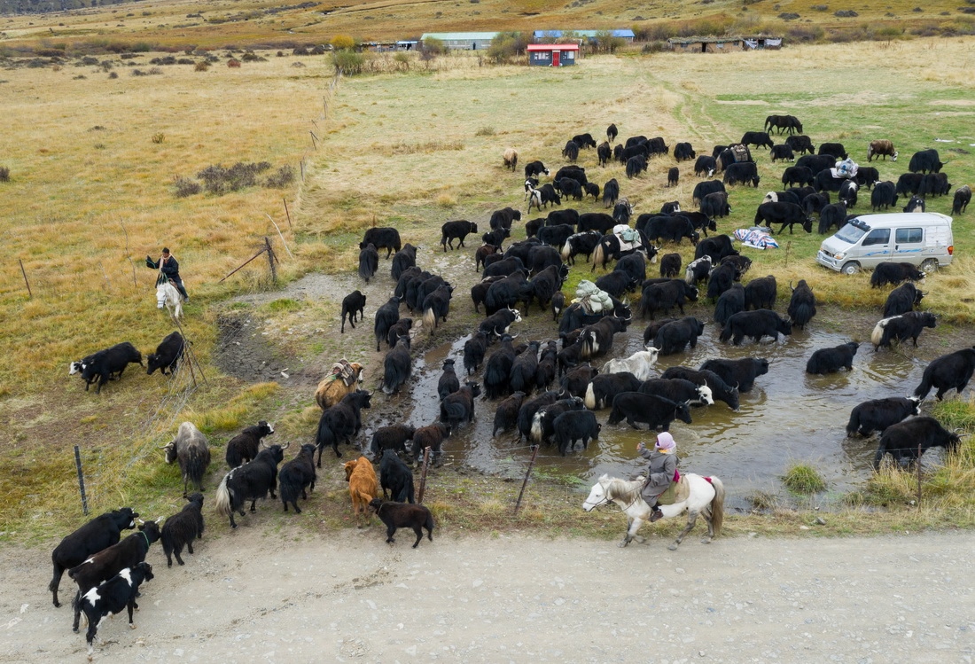 10月17日，經過兩天爬涉，四川省紅原縣阿木鄉卡口村藏牧民頓炯和向巴兩家的牛羊回到冬牧場的草場上（無人機照片）。