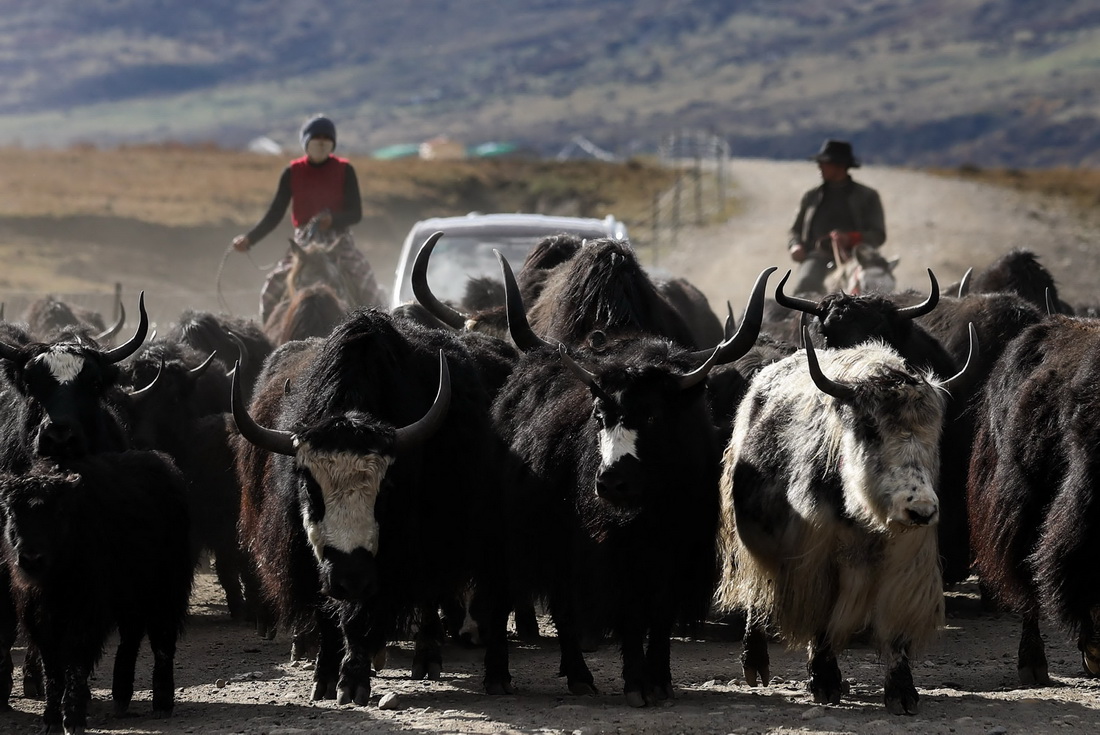 10月16日，四川省紅原縣阿木鄉卡口村藏牧民澤仁三周家的牛羊在冬季轉場的路上。