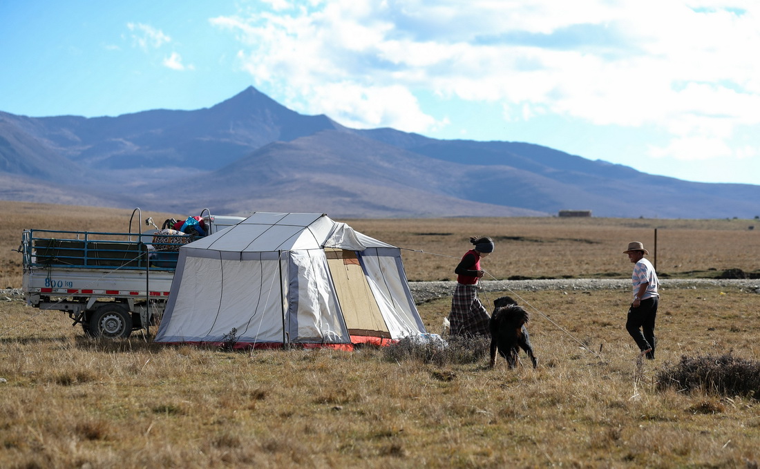 10月16日，四川省紅原縣阿木鄉卡口村藏牧民澤仁三周一家在冬季轉場的路上。因路程有70多公裡，他們在半途中支起帳篷休息一晚，第二天繼續回遷。