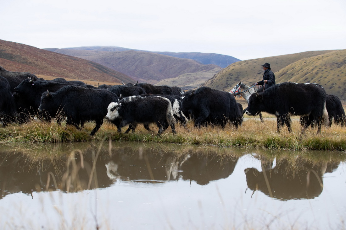 10月17日，四川省紅原縣阿木鄉卡口村一位藏牧民在冬季轉場的路上。