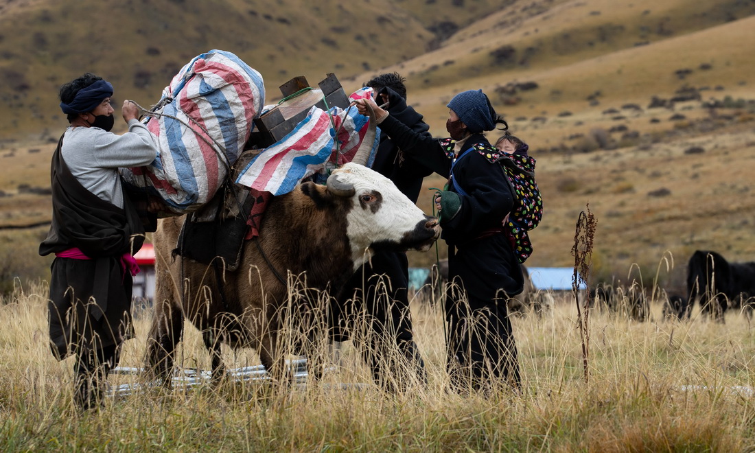 10月17日，經過兩天跋涉，四川省紅原縣阿木鄉卡口村藏牧民頓炯和向巴兩家的牛羊回到冬牧場的草場上。頓炯（左一）從牦牛背上卸下家當。