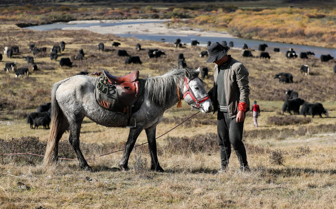 10月16日，四川省紅原縣阿木鄉卡口村藏牧民澤仁三周在冬季轉場的路上照看馬匹。