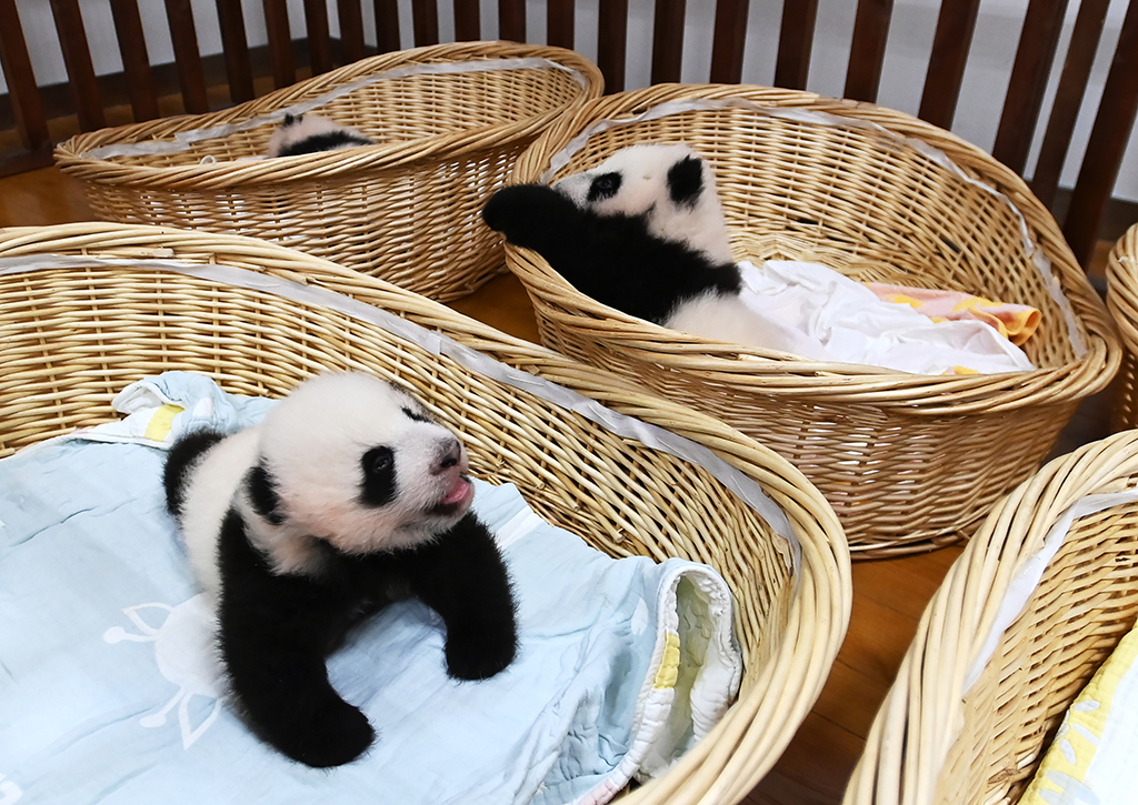 四川臥龍：探訪育幼室大熊貓寶寶【2】